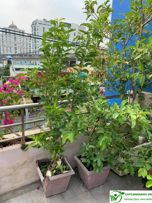 Cây vối trồng chậu đặt sân thượng, một ứng dụng cảnh quan phổ biến