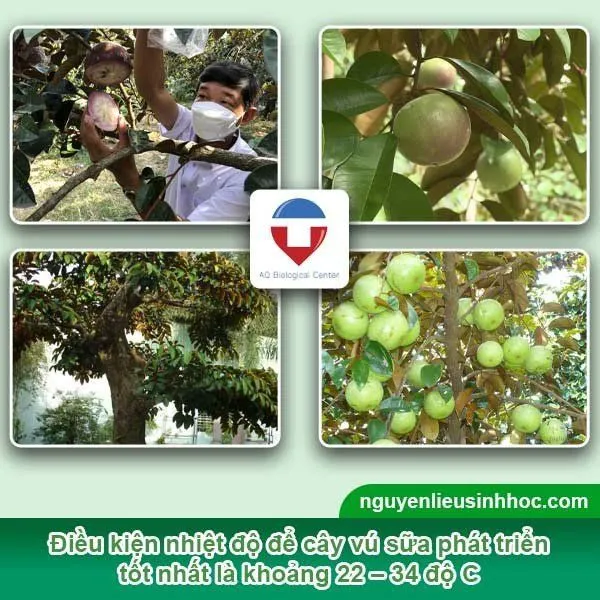 Cây vú sữa có chiều cao từ 15 – 20m, nhiệt độ thích hợp ở mức từ 22 – 34 độ C