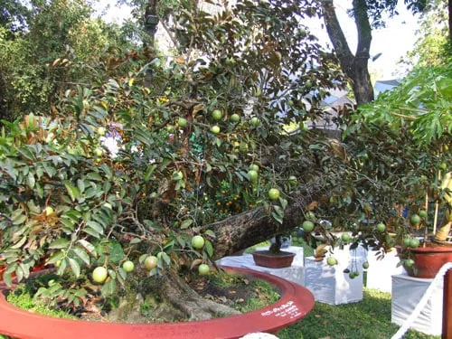 Cây vú sữa trồng trong chậu ra quả sai trĩu cành với kỹ thuật chăm sóc đúng cách