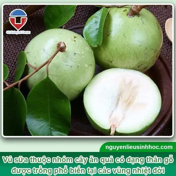 Cây vú sữa trưởng thành có tên khoa học là Chrysophyllum cainino, giá trị dinh dưỡng cao, đem lại lợi nhuận lớn cho bà con nông dân