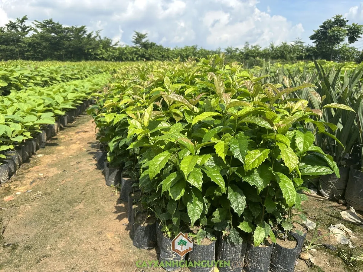 Cây Xạ Đen đã được giâm cành và phát triển tốt tại vườn ươm, minh họa cách trồng cây xạ đen bằng cành hiệu quả.