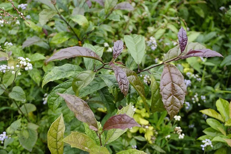 Cây xạ đen được trồng ở vùng Hòa Bình