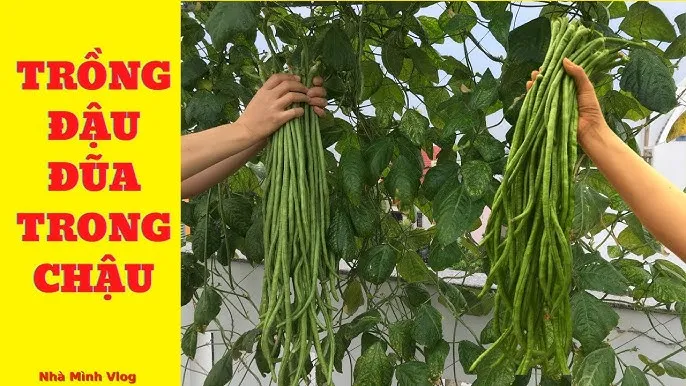 Cây xăng sê non đang được trồng trong bầu ươm và chăm sóc dưới ánh nắng mặt trời