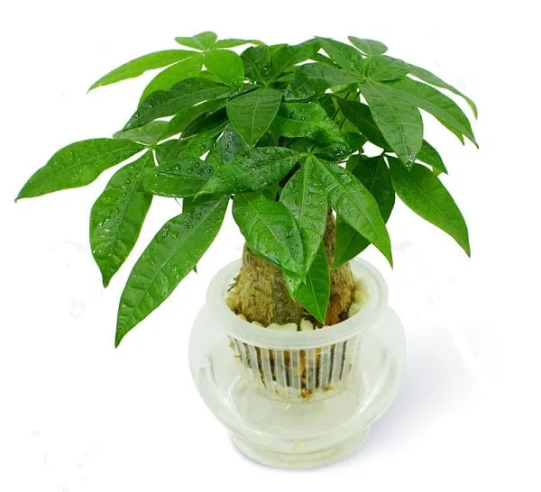 Cây xanh phong thủy hợp với tuổi Nhâm Tuất 1982 mệnh Đại Hải Thủy