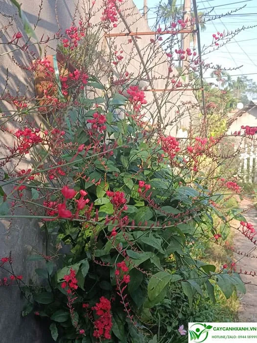 Cây xích hồng trà trồng leo bờ tường