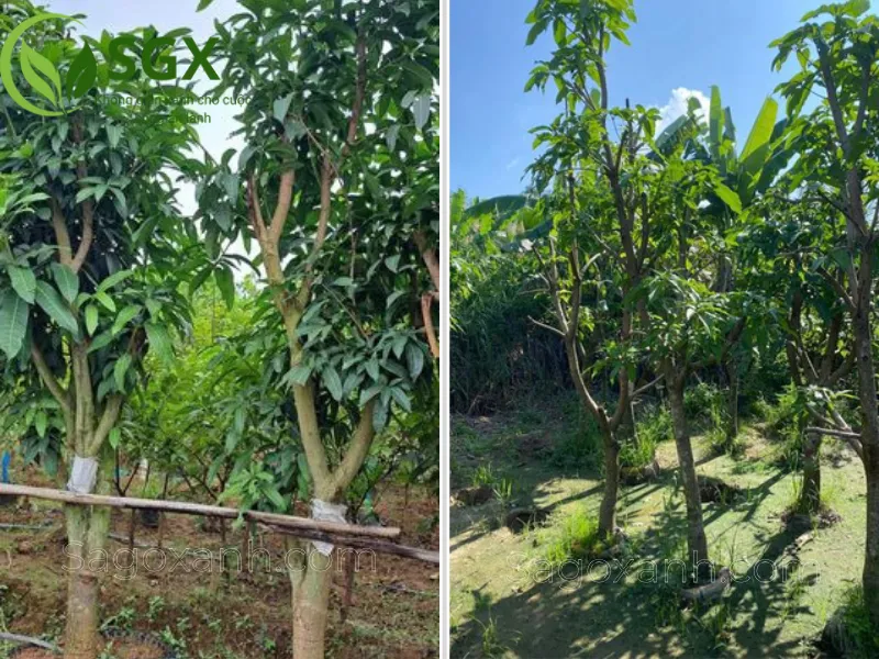 Cây Xoài Trồng Công Trình