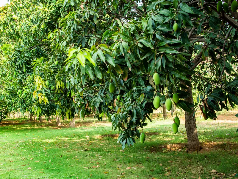 Cây Xoài Trồng Sân Vườn