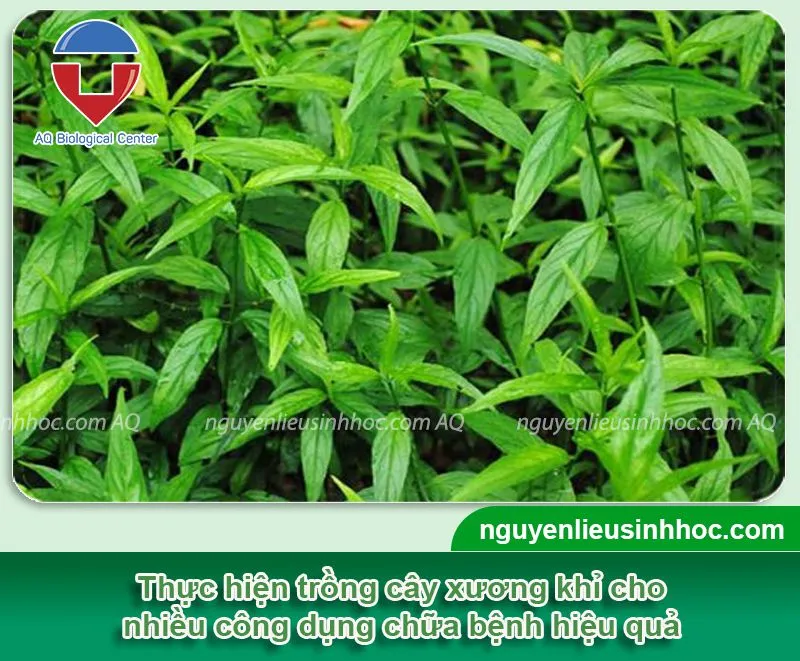 Cây xương khỉ được trồng từ hạt giống trong chậu nhỏ đang phát triển