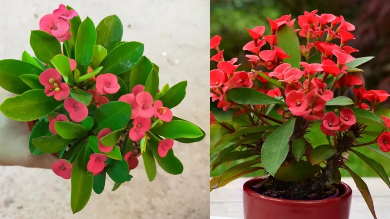 Cây xương rồng bát tiên cần được đặt ở nơi có nhiều ánh sáng mặt trời