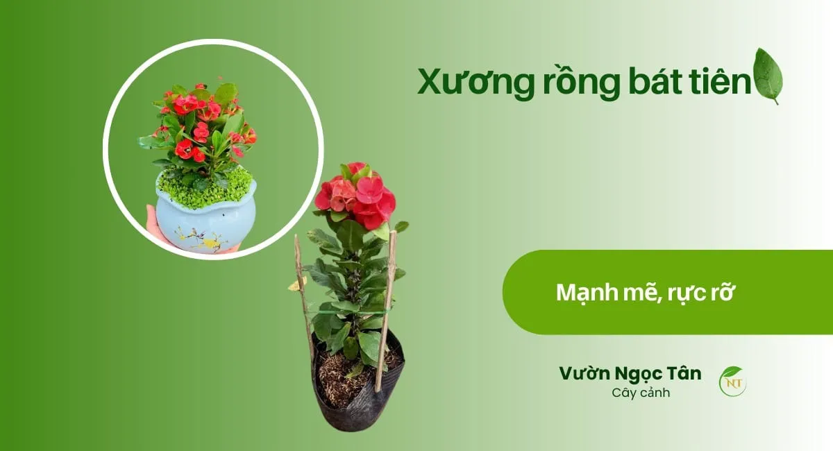 Cây Xương Rồng Bát Tiên đang nở hoa rực rỡ với nhiều màu sắc