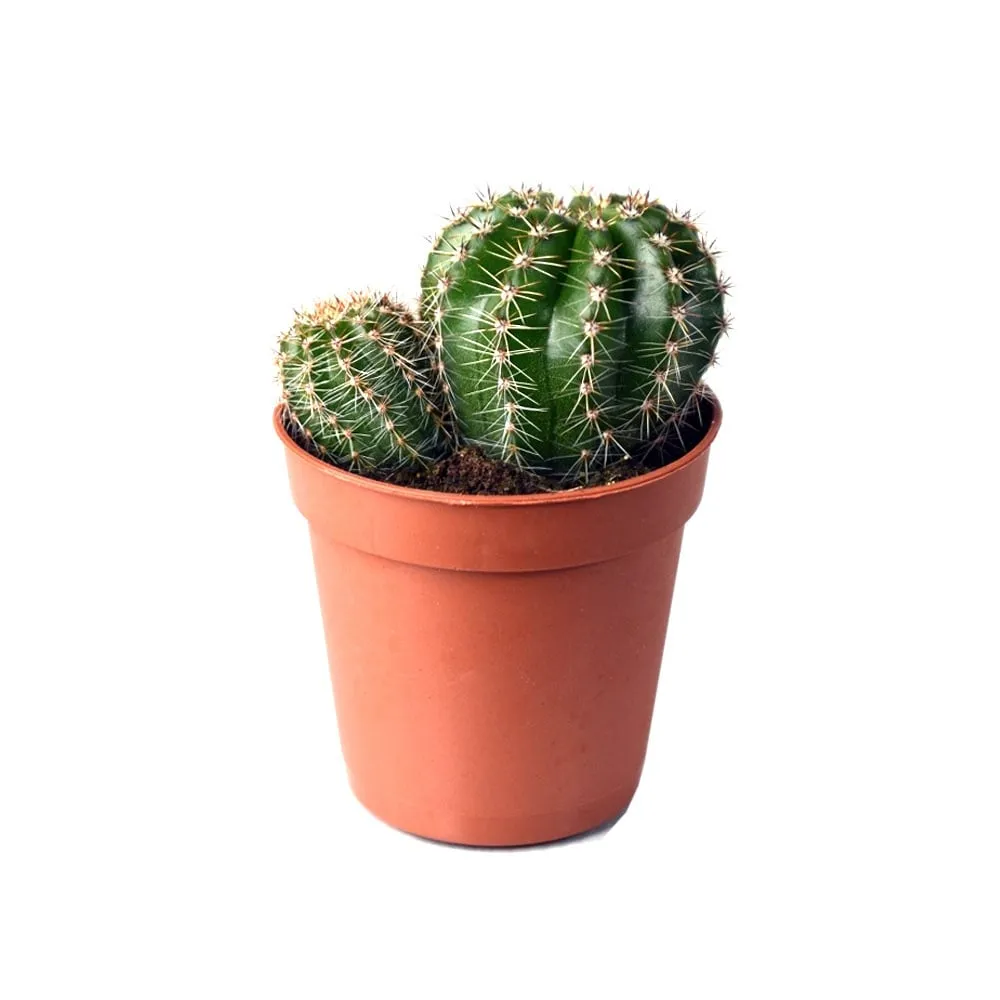 Cây Xương Rồng cho tuổi Thìn