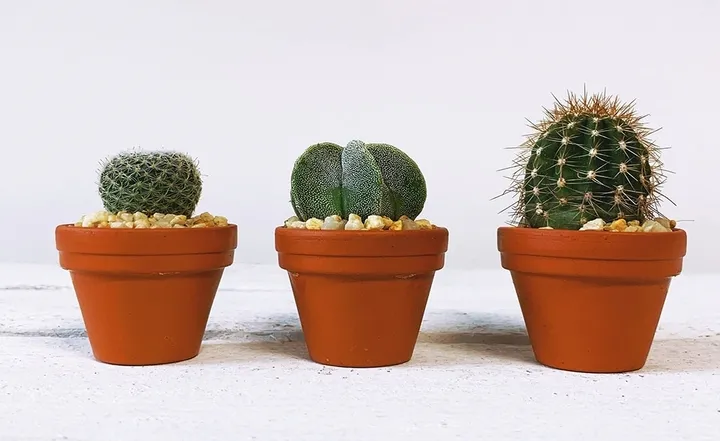 Cây xương rồng là loài khá dễ sống và thích nghi với môi trường khắc nghiệt, là biểu tượng của sự kiên cường