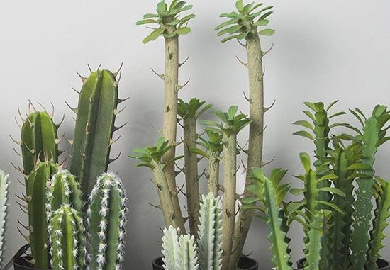 Có Nên Trồng Cây Xương Rồng Trước Nhà Không? Phân Tích Phong Thủy Toàn Diện