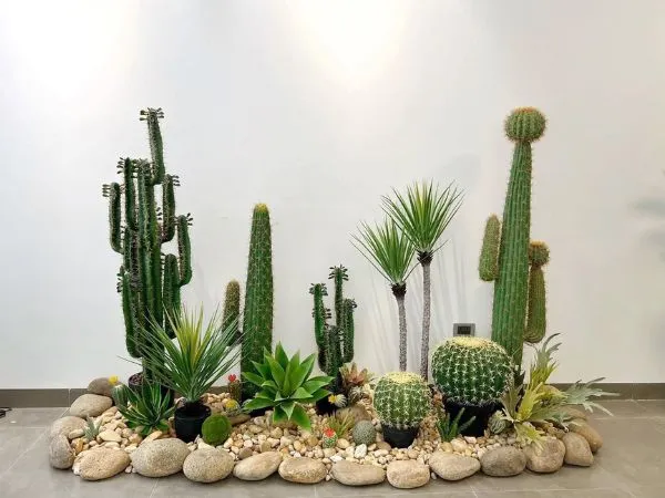 Cây Xương Rồng với gai nhọn