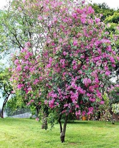 Cách Trồng Cây Hoa Ban Tím Toàn Diện Từ A Đến Z Cho Hoa Rực Rỡ Quanh Năm