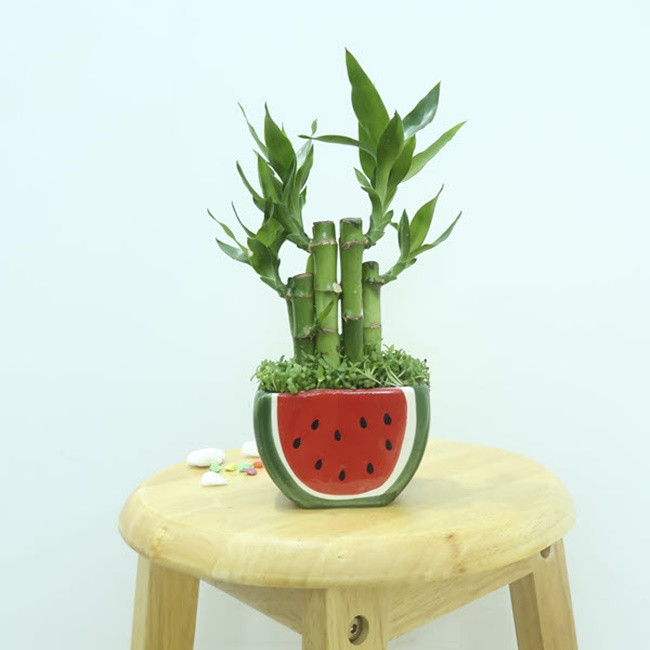 Cách Trồng Cây Phát Lộc Trong Nước: Hướng Dẫn Kỹ Thuật Chuyên Sâu Từ A-Z