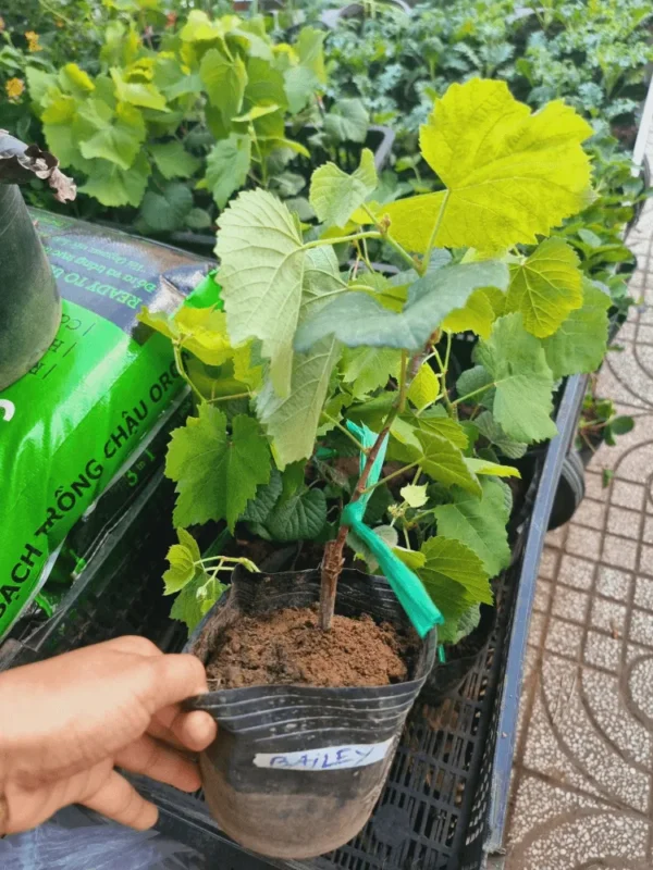 Cách Chăm Cà Chua Khi Ra Hoa Đúng Kỹ Thuật Giúp Tăng Năng Suất Vượt Trội