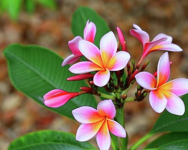 Cách Chăm Sóc Hoa Sứ Ra Hoa Đúng Tết: Kỹ Thuật Chuyên Sâu Từ A Đến Z