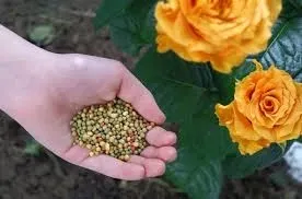 Chăm bón trước khi cắt tỉa cho hoa