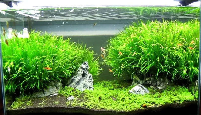 Chăm sóc ánh sáng, CO2 và dinh dưỡng cho cây thủy sinh
