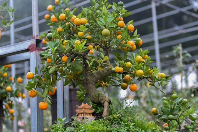 Chăm sóc bón phân đúng cách để cây quất trong chậu cho quả to mọng và đẹp