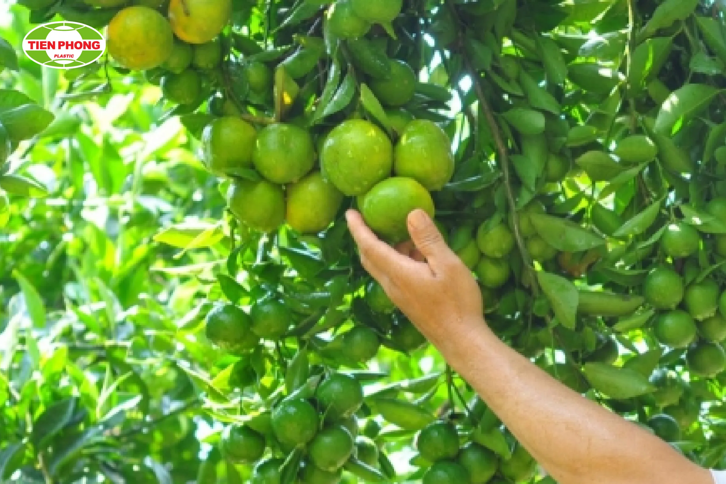 Chăm sóc cây ăn quả bằng phân bón hữu cơ và kiểm soát côn trùng gây hại