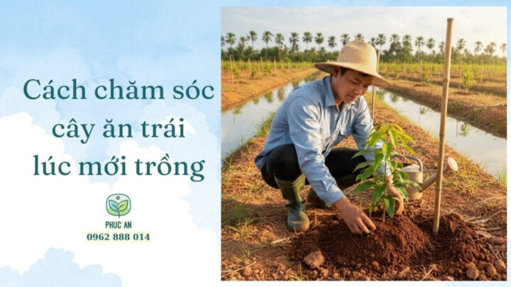 Cách Trồng Cây Ăn Trái Đúng Kỹ Thuật: Hướng Dẫn Từ A Đến Z Cho Người Mới