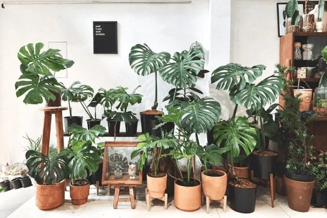 Chăm sóc cây cảnh bằng bình xịt nước, đảm bảo kỹ thuật tưới và thoát nước tối ưu