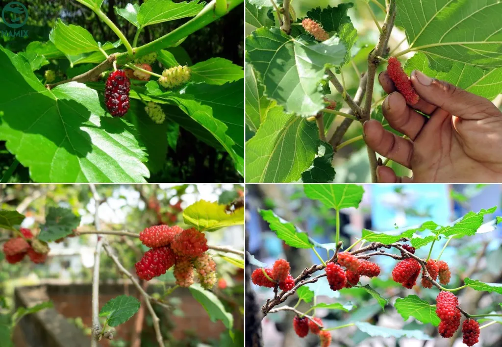 Chăm sóc cây dâu tằm bằng tưới nước