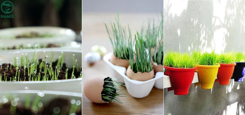 Chăm sóc cây đúng cách để cây tươi tốt để trưng bày Tết