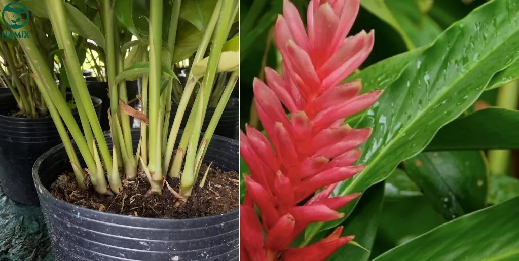 Chăm sóc cây hoa hạnh phúc trong chậu bằng cách cung cấp đủ ánh sáng, nước và nhiệt độ thích hợp