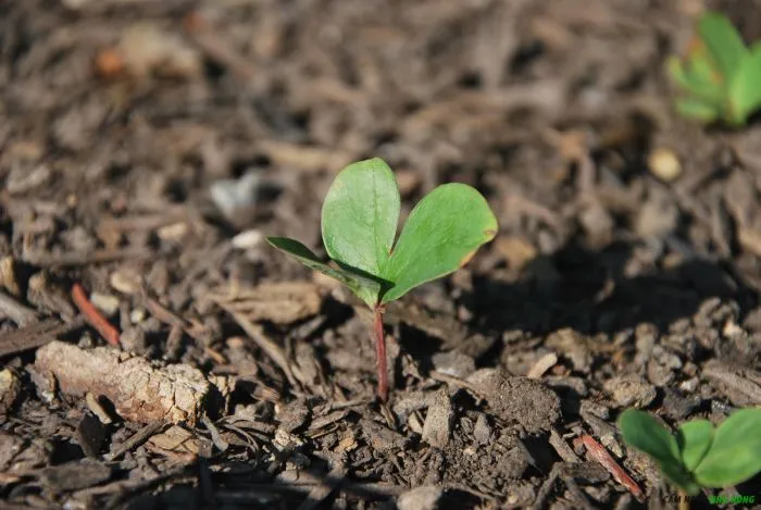 Chăm sóc cây hoa mẫu đơn non bằng cách tưới nước và bón phân đúng cách