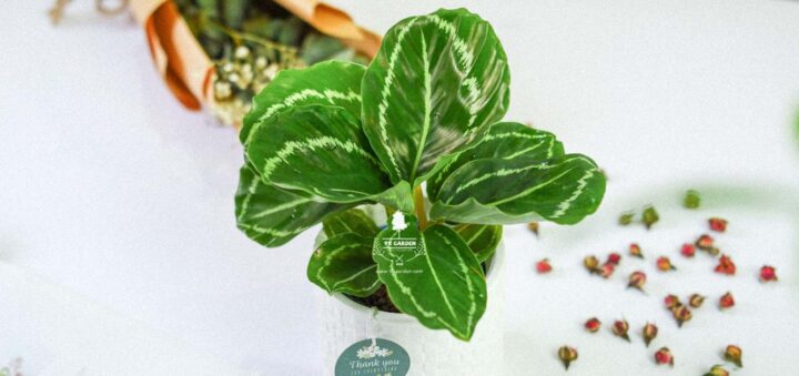 Hướng Dẫn Chi Tiết Cách Chăm Sóc Cây Đuôi Công Phát Triển Mạnh Mẽ