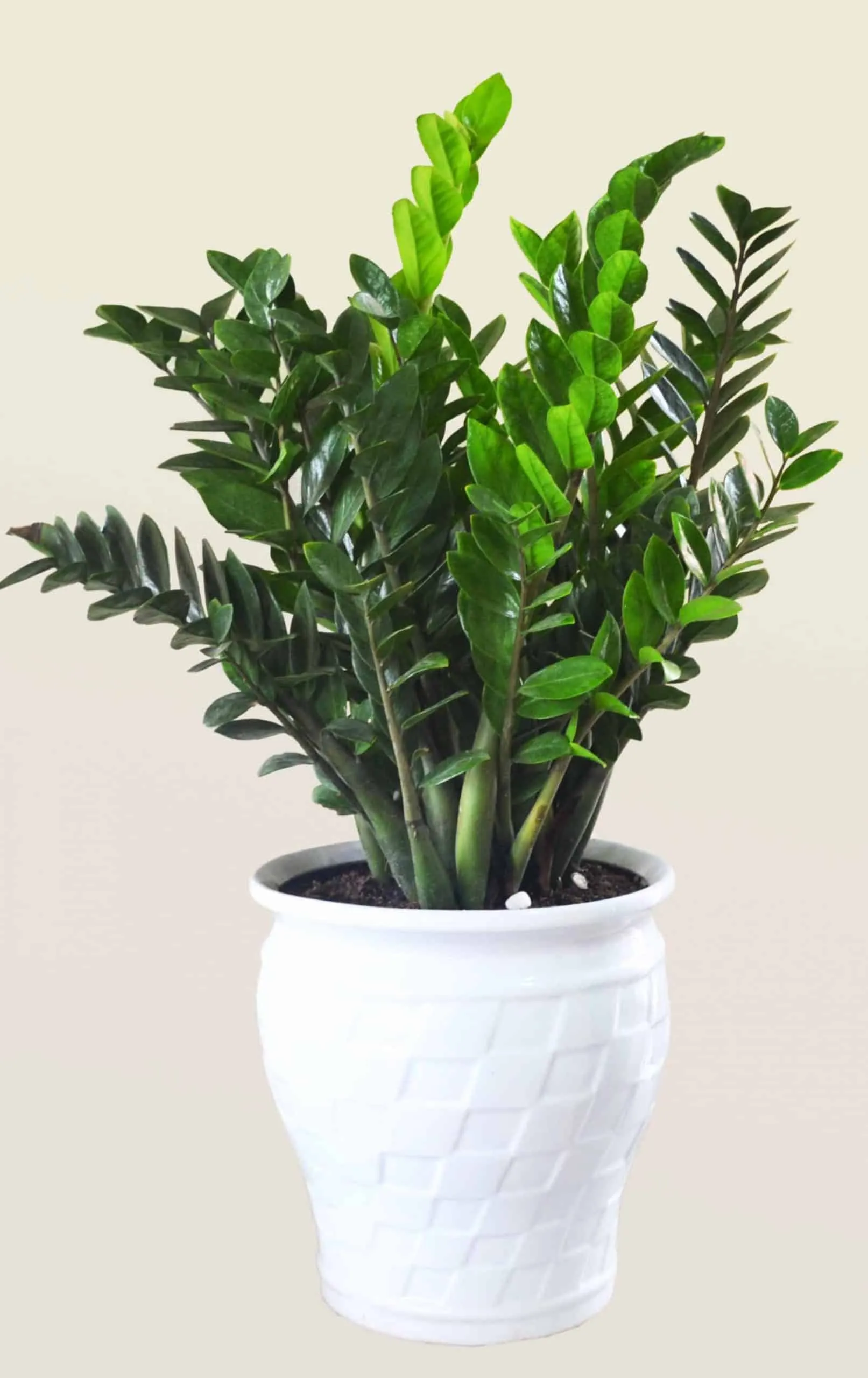 chăm sóc cây kim tiền để bàn