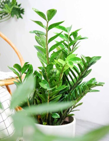 Cẩm Nang Chi Tiết Về Cách Chăm Sóc Cây Kim Tiền Phát Tài