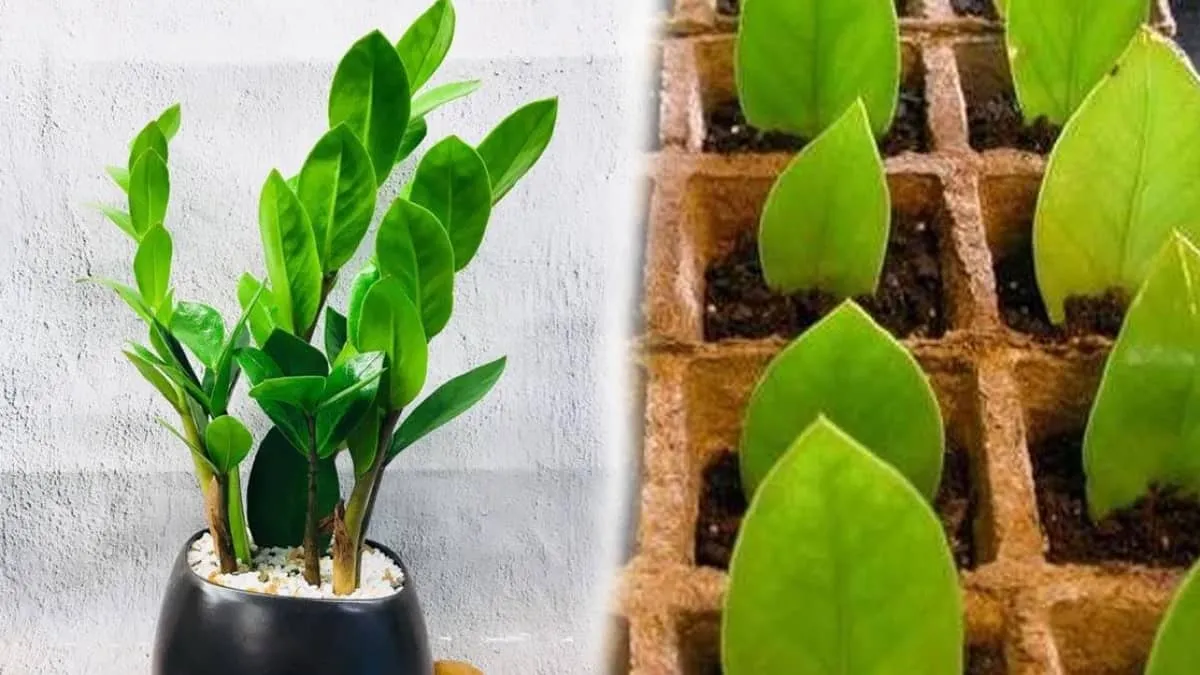 chăm sóc cây kim tiền trong nhà