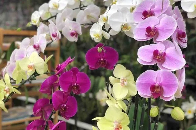 Chăm sóc cây lan hồ điệp khi đang nở cần chú ý phòng ngừa sâu bệnh cho cây