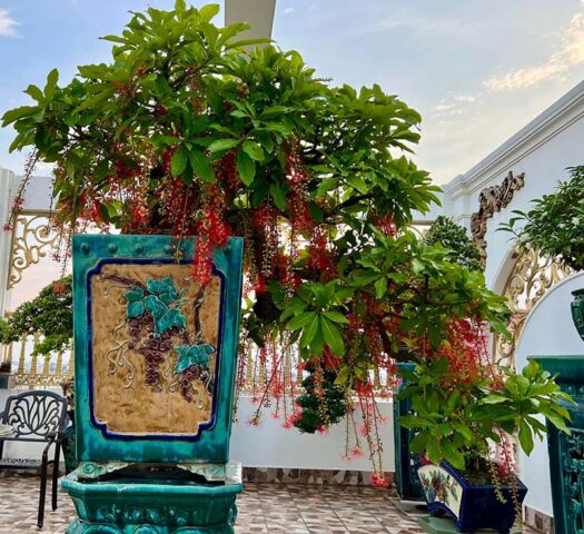 Cách Chăm Sóc Lộc Vừng Ra Hoa Đúng Tết: Kỹ Thuật Chuyên Sâu Của Nghệ Nhân