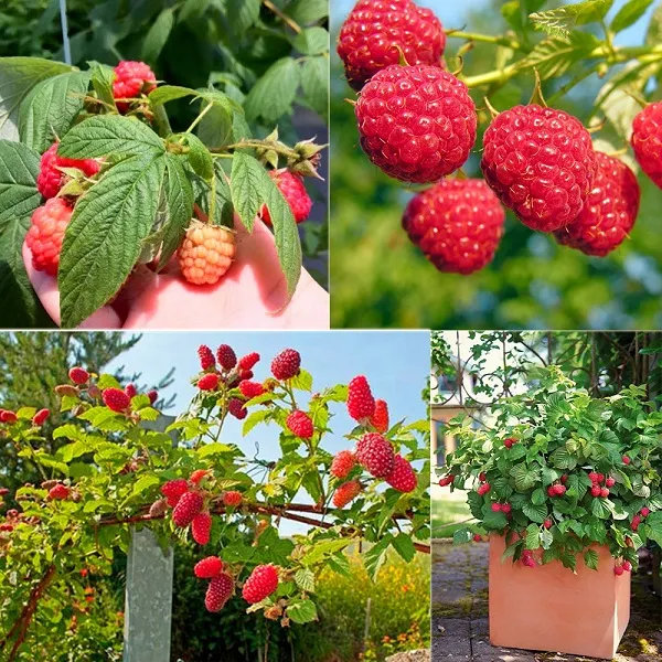 Chăm sóc cây mâm xôi trưởng thành và quản lý giàn leo