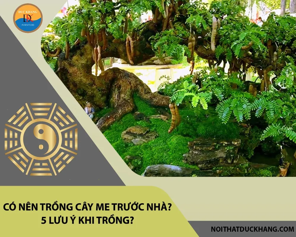 Chăm sóc cây me bao gồm tưới nước, bón phân và cắt tỉa thường xuyên để đảm bảo cây phát triển khỏe mạnh