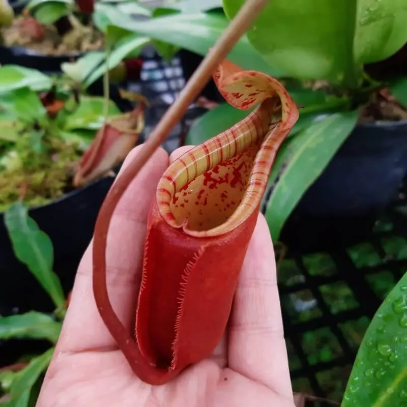 Chăm sóc cây nắp ấm đòi hỏi độ ẩm cao và ánh sáng phù hợp để cây ra ấm đẹp