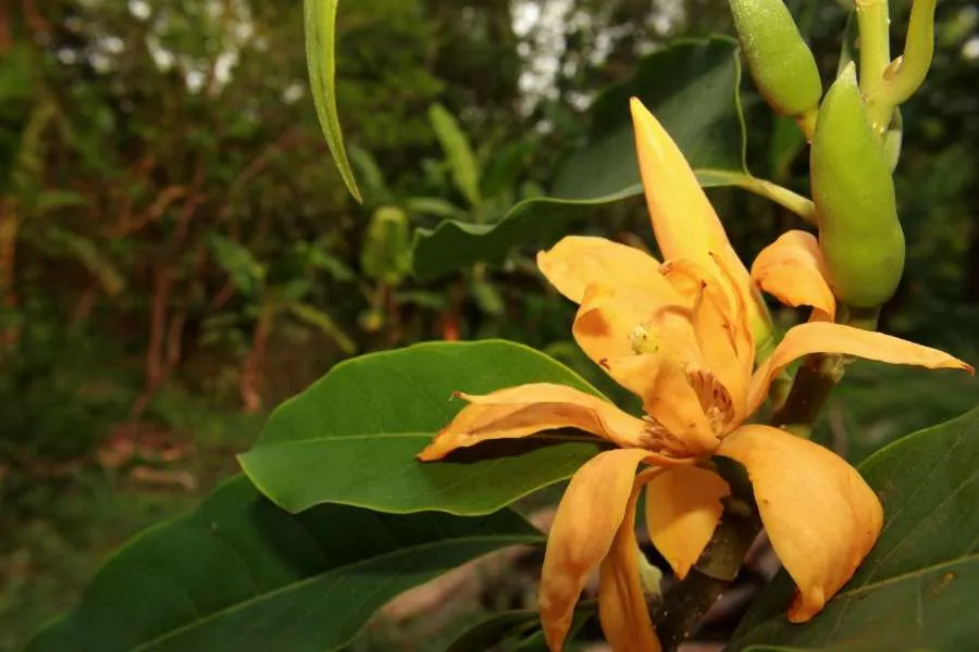 Chăm sóc cây Ngọc Lan đúng cách sẽ giúp cây phát triển tươi tốt và kéo dài tuổi thọ