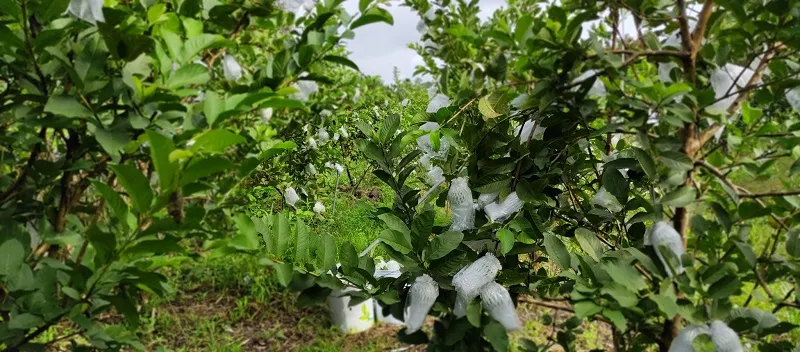 Chăm sóc cây ổi đến khi trưởng thành