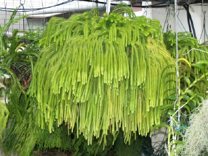 Chăm sóc cây râu rồng trong chậu treo mang lại giá trị thẩm mỹ cao cho không gian nội thất và sân vườn