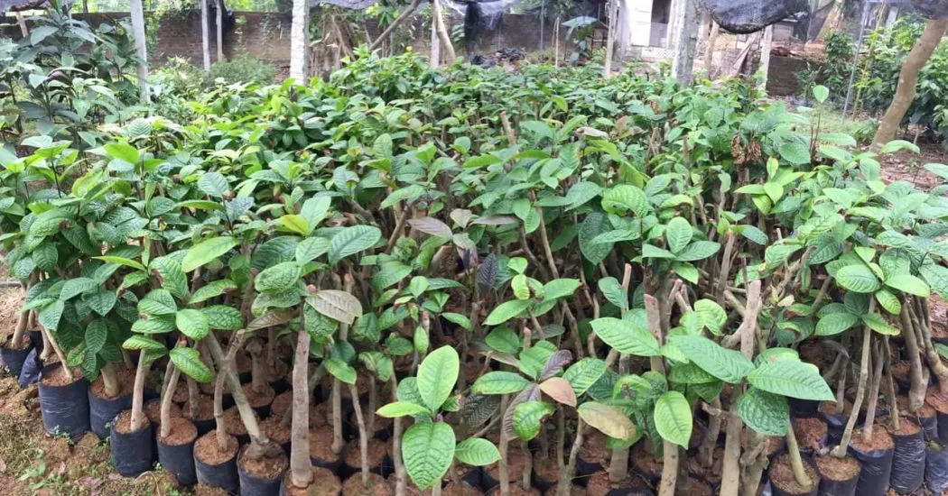 Chăm sóc cây trà xanh cần kỹ thuật tưới nước đúng cách, đặc biệt là về nguồn nước