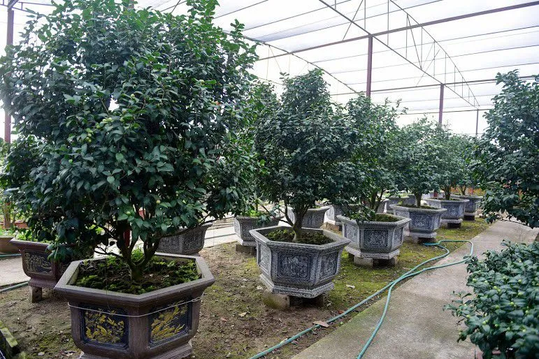 Chăm sóc cây trà xanh cần sự tỉ mỉ để phòng tránh các bệnh hại rễ và lá