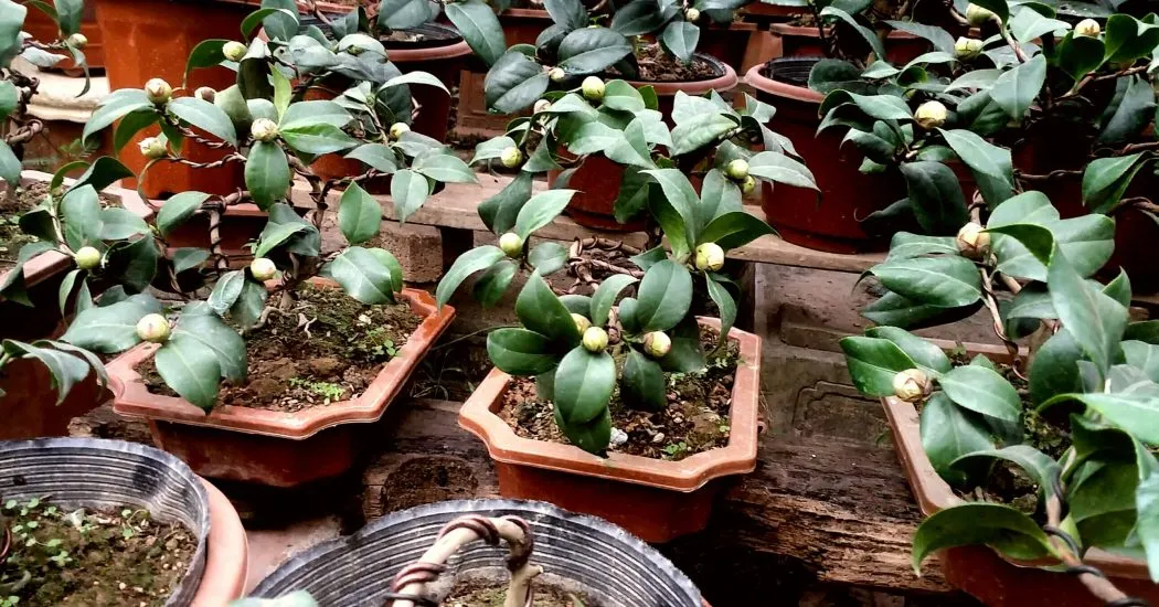 Chăm sóc cây trà xanh đòi hỏi sự cân bằng giữa ánh sáng và độ ẩm, tránh ánh nắng trực tiếp