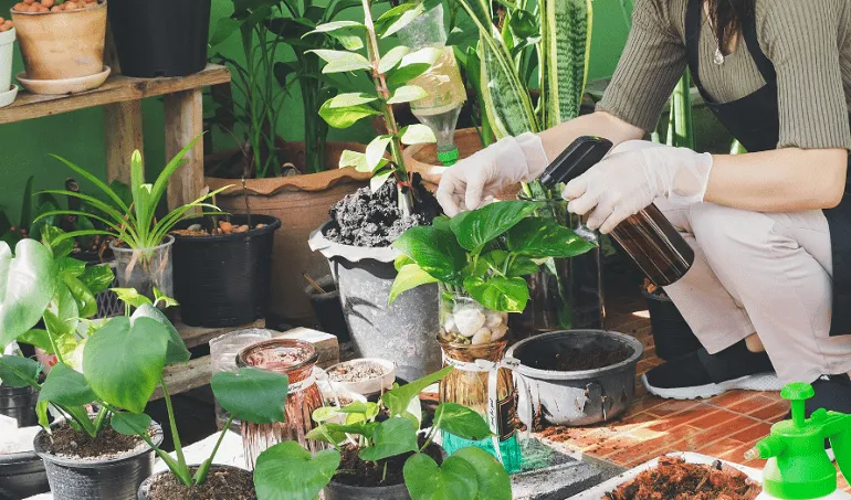 Chăm sóc cây Trầu Bà sau khi trồng cần chú trọng kiểm soát độ ẩm đất và cung cấp dinh dưỡng hợp lý theo chu kỳ phát triển