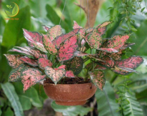 Kỹ Thuật Chuyên Sâu Cách Chăm Cây Vạn Lộc Phát Triển Mạnh Khỏe