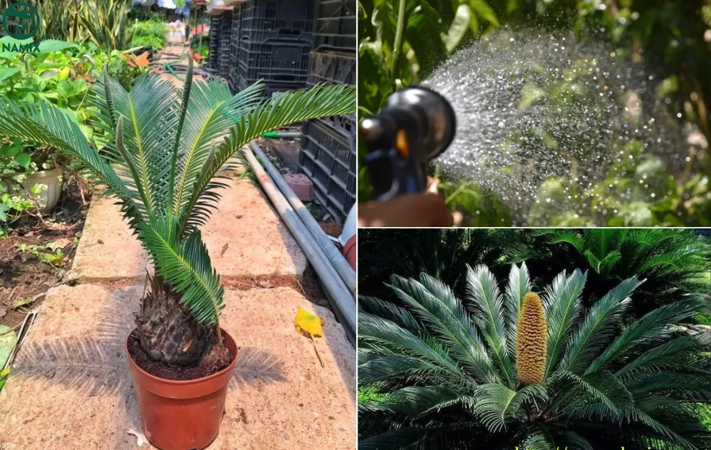 Chăm sóc cây Vạn Tuế đúng cách để cây luôn xanh tốt quanh năm